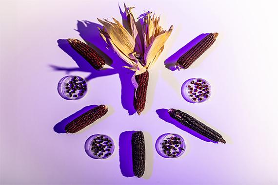 Purple corn stalks and kernells